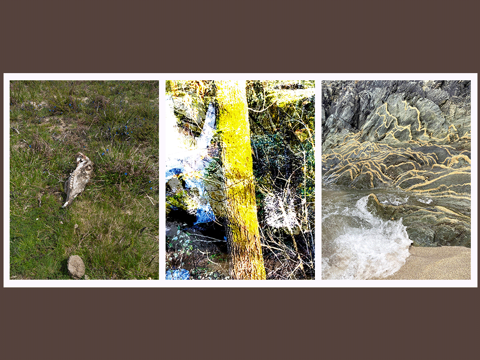 A imagem é composta por três fotografias dispostas lado a lado, cada uma retratando um ambiente natural distinto. À esquerda, vê-se um campo com relva e pequenas flores, onde assenta um crânio de animal. Ao centro, destaca-se o tronco de uma árvore amarelada, envolto por vegetação densa e sombreada. À direita, uma formação rochosa junto ao mar exibe padrões sinuosos dourados sobre pedra escura, com a espuma das ondas a recuar sobre a areia.