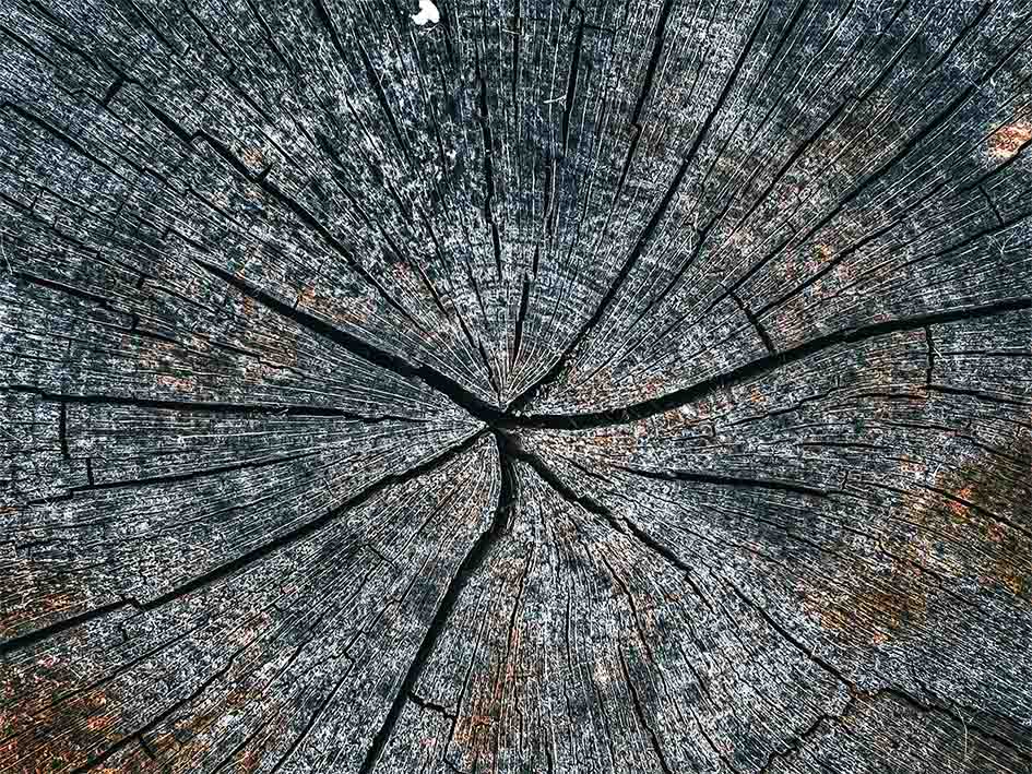 The image shows the horizontal cut of a very old tree trunk, seen from above. At the centre there is a small irregular point from which several deep cracks radiate outward like rays or arms, resembling a star or something bursting open.